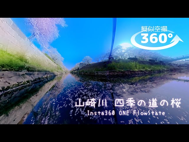 【擬似空撮360°VR】山崎川 四季の道の桜 2018 cherry blossom japan /Insta360 ONE FlowState