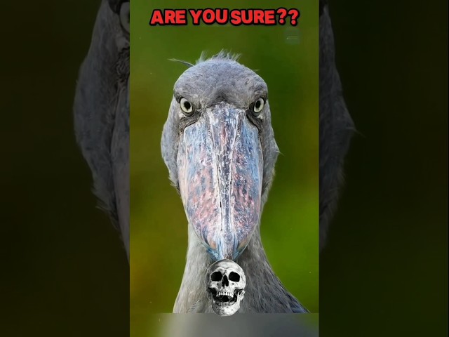 Cute Birds Aura Moment ☠️👽#aura #birds #memes