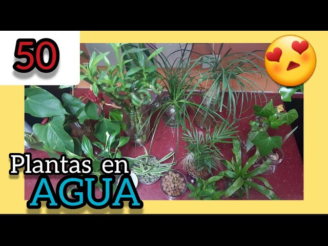 👉👉👉 50 plants in WATER without soil ❤️ Indoor plants that grow in water to decorate