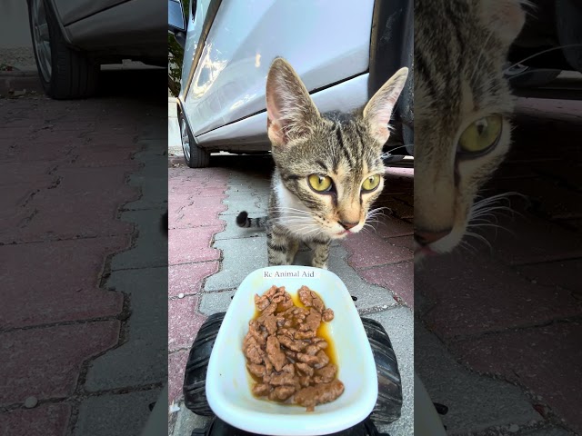 cat feeding at rc car #cat #cute