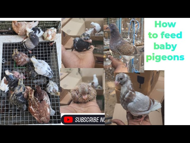 Pigeon baby feeding time kabootar ki baby ko kahana kahlani katareka #pigeonbreedingtips #babypigeon