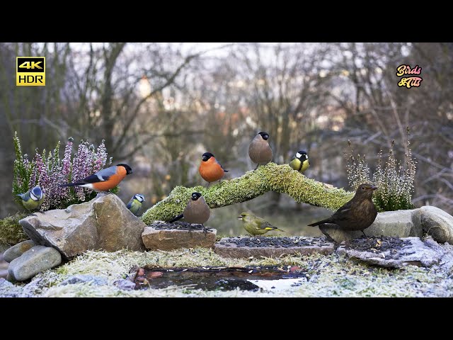 Cat tv 😻 Frozen bird feeder 🐦  4K HDR  🐶 PET tv