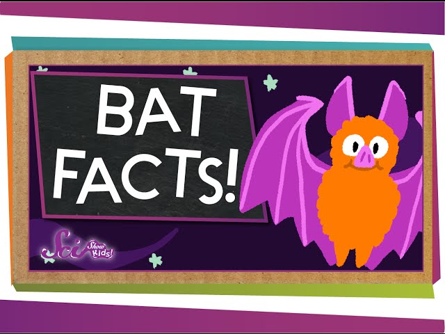 3 Fun Facts About Bats!  | SciShow Kids