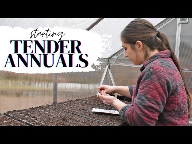 Starting the annuals that like it *hot* (tender annuals) (Season 1 Episode 17)