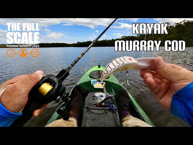 Kayak Murray Cod | The Full Scale