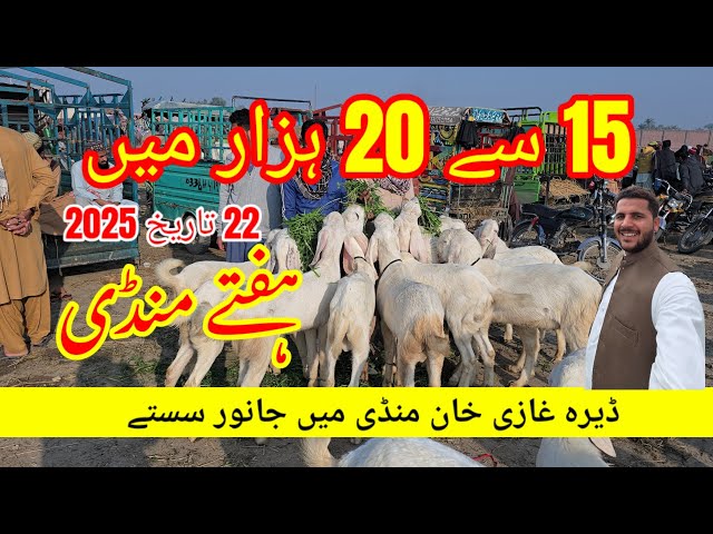 Dera Ghazi Khan Mandi ہفتے منڈی 22 tarikh 2025 Bakra Mandi Pakistan video Bakra farm Mundra farm