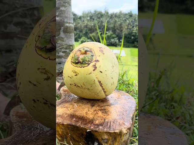 That Amazing Coconut Cutting Skills #fruit #coconut #cuttingskils #satisfying #asmr #fyp #shorts