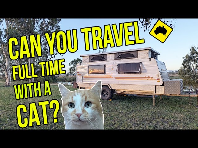 Van Life With a Cat? 5 Top Travel Tips for Kitty-Friendly Caravanning | Feline Lap of Australia