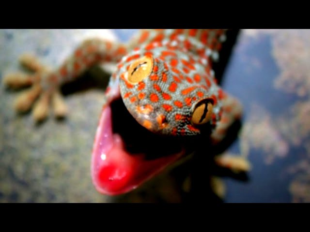 Suara Tokek Yang Keras Seram, Suara Tokek, Sound of Tokay Gecko, Tắc Kè, เสียงตุ๊กแก..ร้องน่ากลัว 12