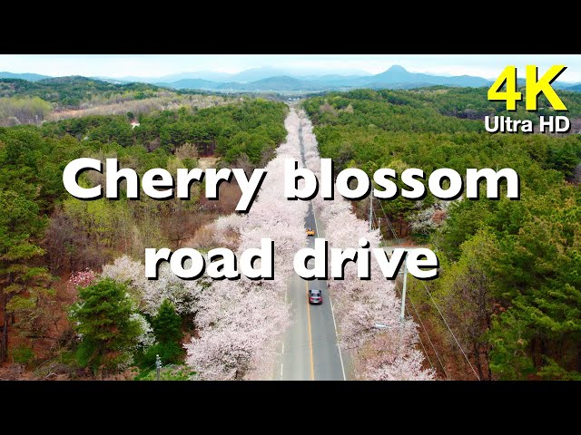 4k Cherry blossom road drive | 여주 흥천 남한강 벚꽃축제 드라이브