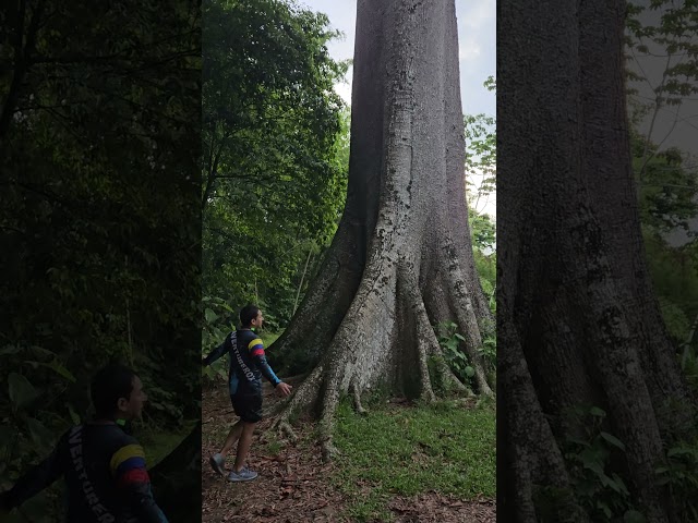 #arbol #ceiba #norcasia #barroyasfalto