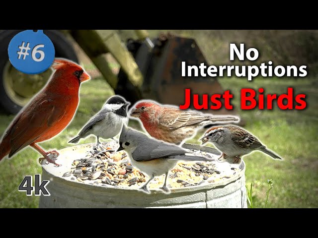 8 Hours of Close-up Birds feeding with Sound in 4K - NO Interruptions #CATTV