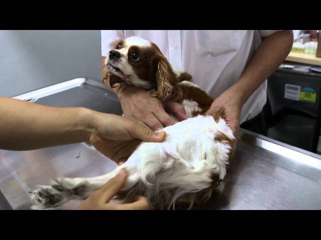 A Cavalier King Charles is limping on the left hind - x tays