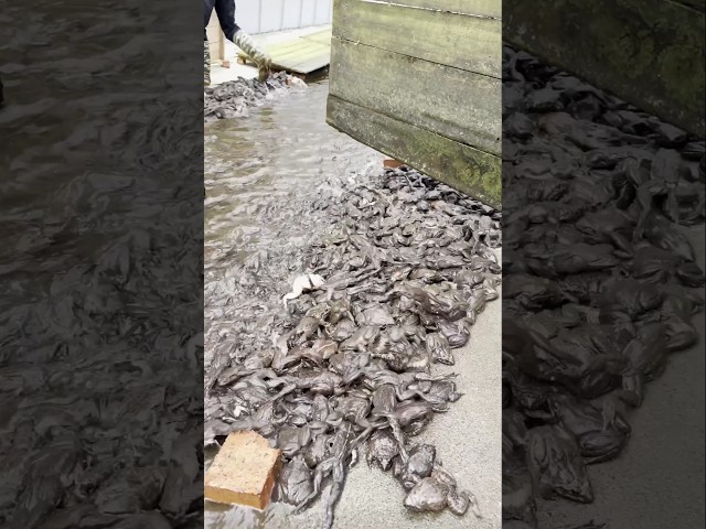 🐸 Inside a Toad Farm in China – Raising Toads for Culinary Delicacies 👀