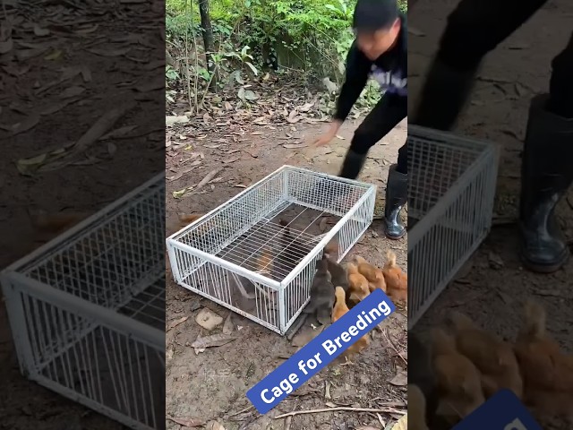 Special Recycling Cage for Breeding Rural Life Chicken vs Pigeon Duck Cage #petpalsshowcase #pets