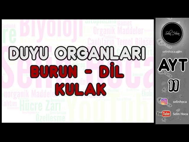 11) Duyu Organları - Burun - Dil - Kulak