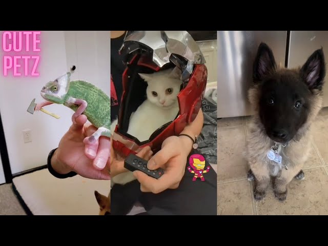 100 Adorable Animal Clips in 23 Minutes – A Must-See Compilation #26