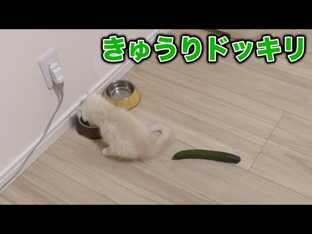 猫にきゅうりドッキリ！