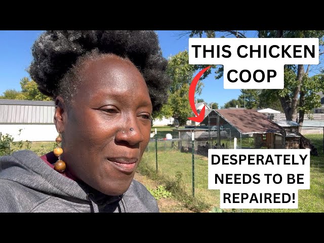 It's Time to Fix this Chicken Coop!