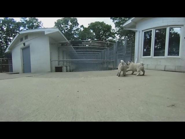 Pug puppies we picked Bruno