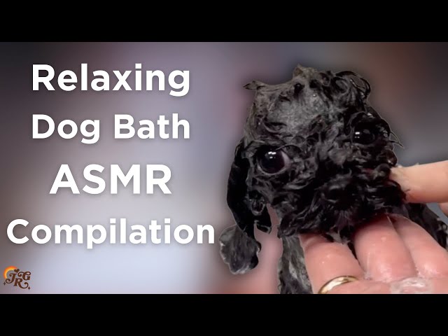 Relaxing Dog Bath ASMR Compilation | Jess Rona Grooming