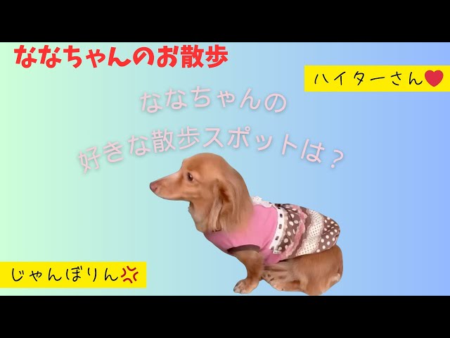 2024/11/13 ななちゃん散歩中！！