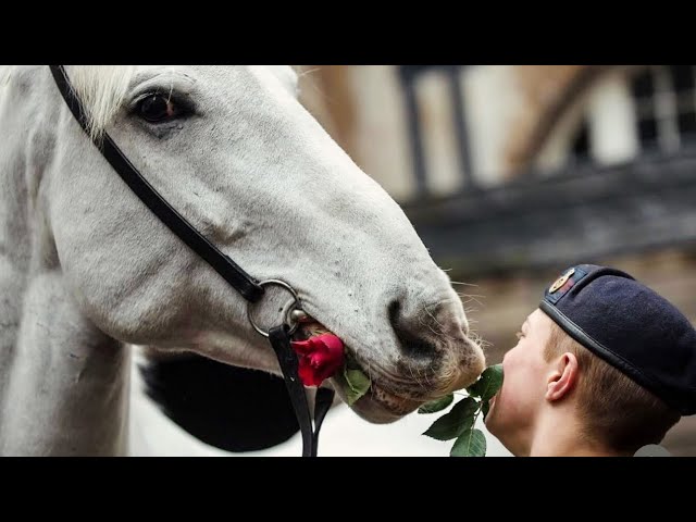 It’s Absolutely Disgusting how these SILLY TOURISTS Disrespects these beloved horses.