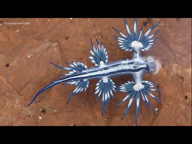 Venomous Blue Dragon sea slugs spotted off Outer Banks coast