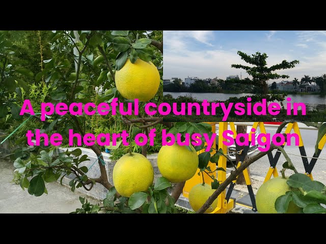 Have a peaceful countryside in the heart of busy Saigon