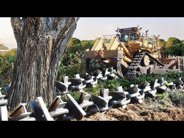 Clearing Wooded Land with Anchor Chain and Bulldozer