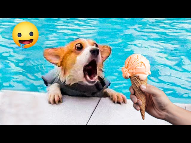 Try Not To Laugh Cats And Dogs Videos 😺🐶  Best Of The 2024 Funny Animal Videos 😁