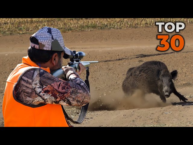 DANGEROUS GIANT BOARS: TOP 30 WILD BOAR SHOTS, MOST EXCITED HUNTING SCENES!