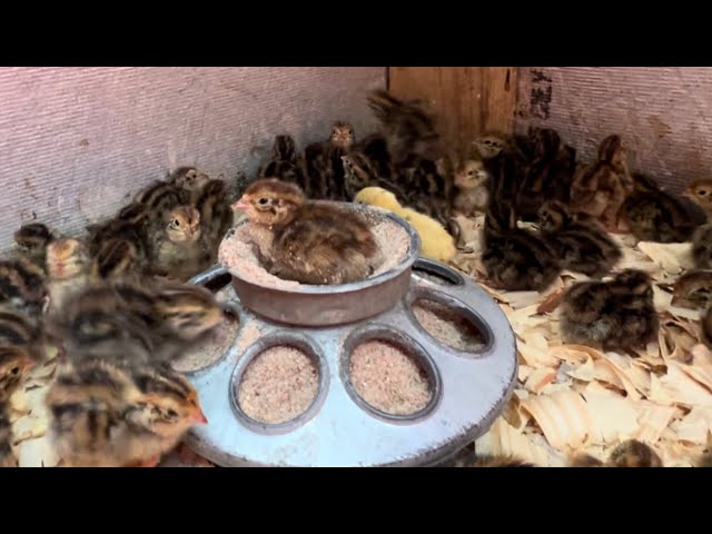 Coturnix quail hatching, chicks, layers from the brooder to the freezer.