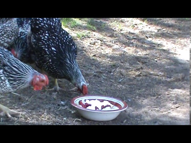 The Ladies of Cluckingham Palace Enjoy Strawberry Shortcake