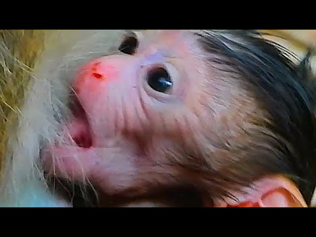 Monkey & Primates, So cutest newborn Baby Monkey, Best Monkey Moments, Animal Planet Nat Geo Wild