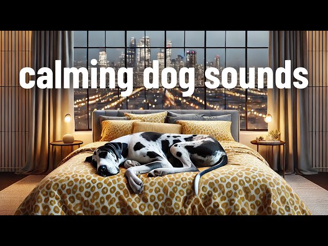 Dog Calming Music Separation Anxiety 🎵💖 6 HOURS Relief Relaxation for Dogs 🐶✨ Sleep Healing Sounds