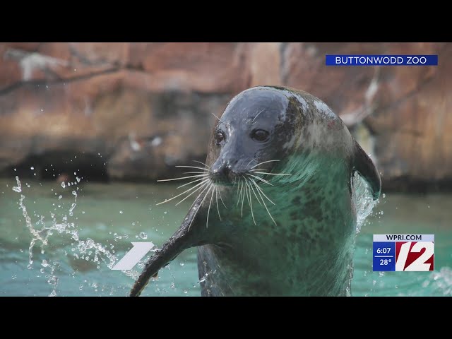 Buttonwood Park Zoo seal dies of the bird flu