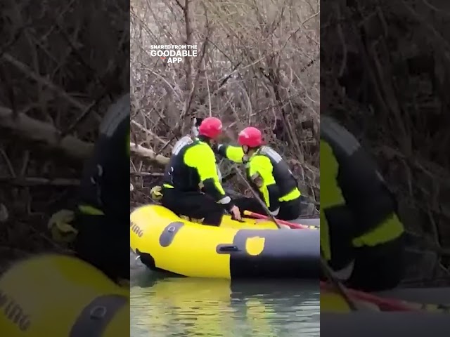 Scared Dogs Rescued After Getting Stuck on an Island #shorts