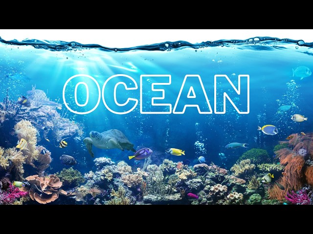 🌊 Sea. Ocean. Marine 🌊 - Documentary