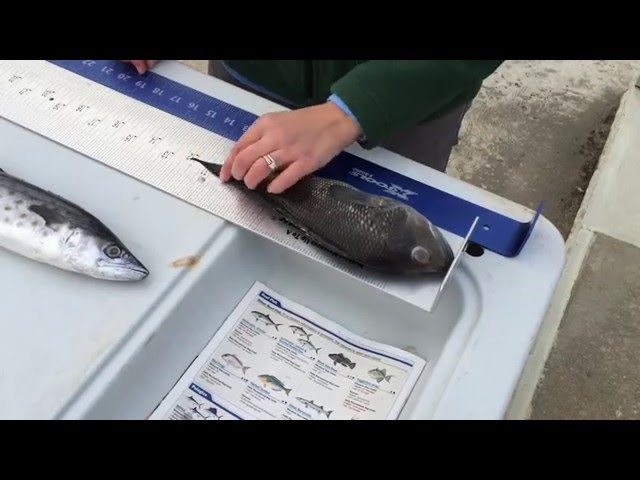 How to Measure a Fish