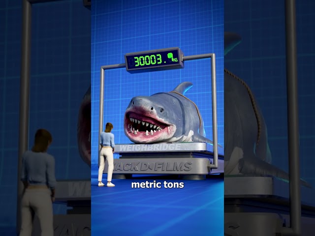 Megalodon Size Comparison 🤯