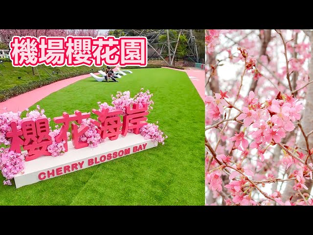 快閃 機場櫻花園  | 櫻花海岸 | 赤鱲角南路 | 香港櫻花 (2025-02-20)