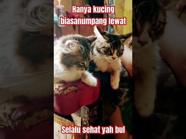 #audio #speedsong #kpop #song #playlist #cover #cat #lagukucing #catlover #kucingnyanyi