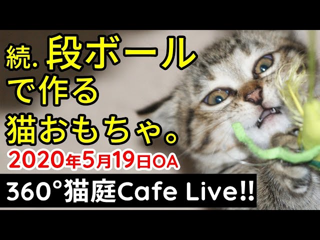 「続・段ボールで猫ちゃんを作るの巻」VR猫カフェ‼2020.5.19.21時～【360°4k】