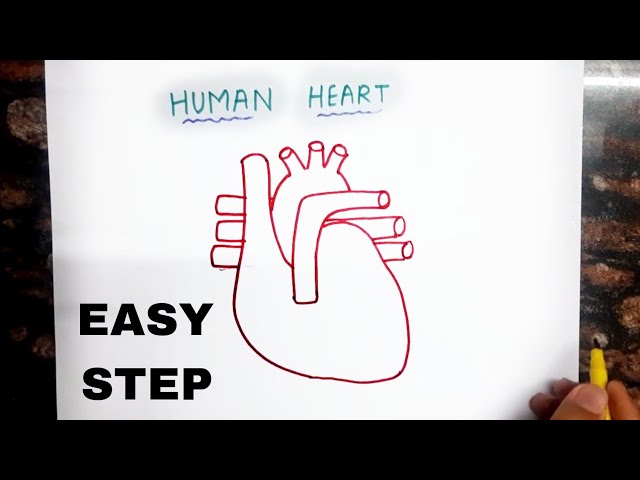 How to Draw Human Heart Diagram step by step in Hindi