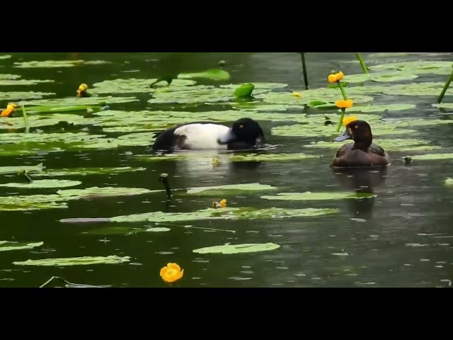 Mother & Baby Ducks In A Lilly Pond