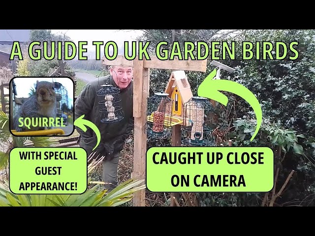 A guide to UK Garden Birds and Birdwatching