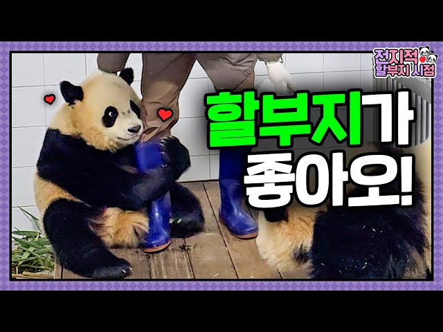 [Omniscient Grandpa Viewpoint] ep.203 Bao family's reaction to grandpa's bamboo│Panda World