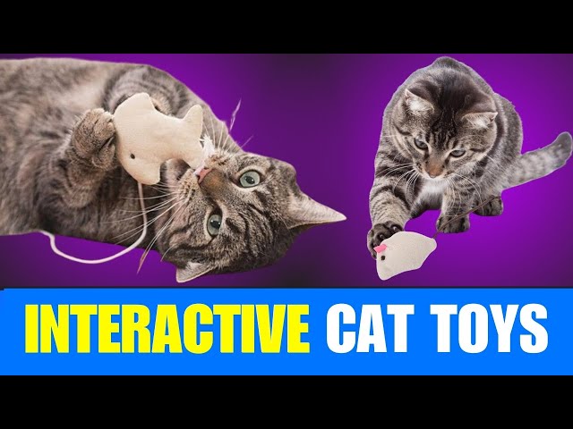 Interactive Cat Toys That Will TRANSFORM Your Indoor Cat's Life