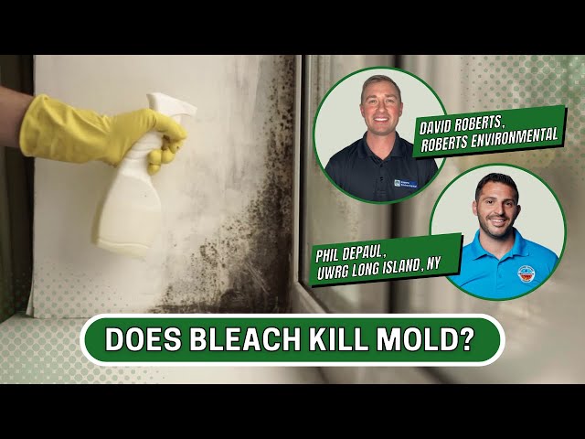 Does Bleach Kill Mold?